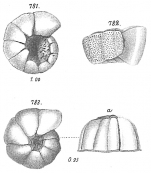 Planorbulina coronata