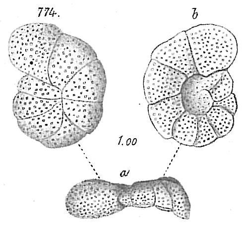 Planorbulina lobatula Planorbulina lobatula