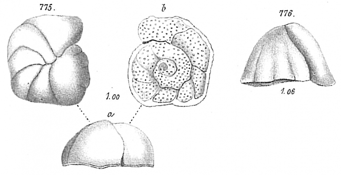 Planorbulina refulgens