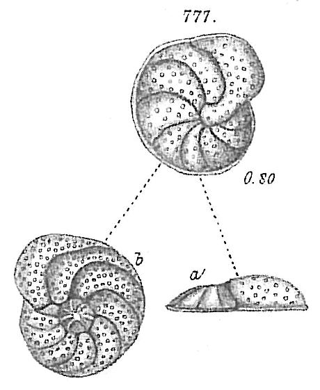 Planorbulina wuellerstorfi Planorbulina wuellerstorfi