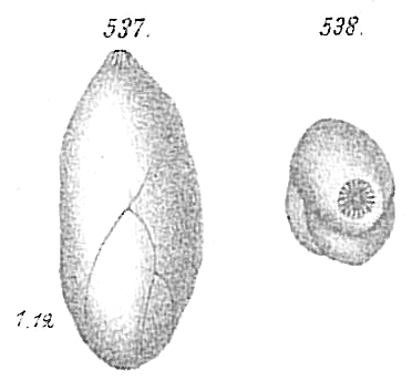 Polymorphina acuta Polymorphina acuta