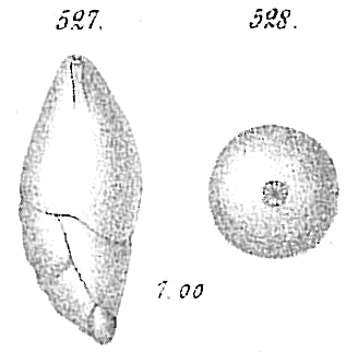 Polymorphina acuta Polymorphina acuta