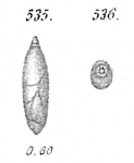 Chromista - Foraminifera (foraminifers)