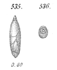 Polymorphina angusta