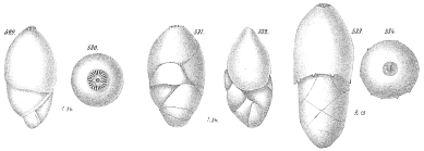Polymorphina rotundata