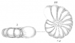 Chromista - Foraminifera (foraminifers)