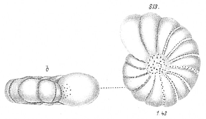 Polystomella arctica Polystomella arctica