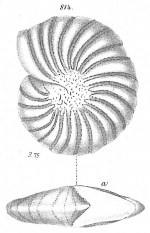 Polystomella sibirica