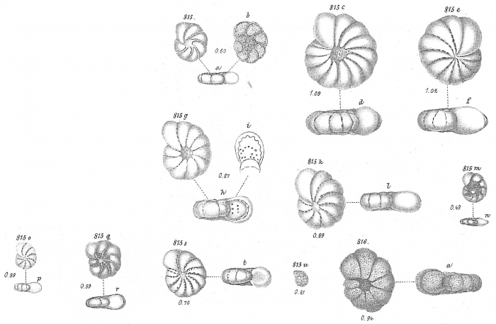 Polystomella striatopunctata