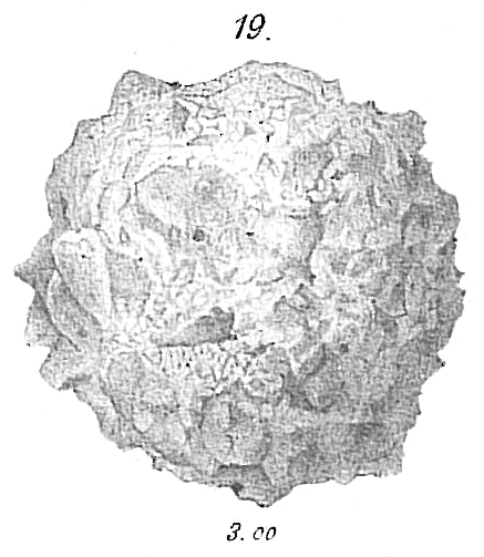 Psammosphaera fusca Psammosphaera fusca
