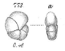 Pullenia quinqueloba