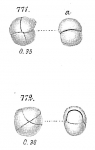 Chromista - Foraminifera (foraminifers)