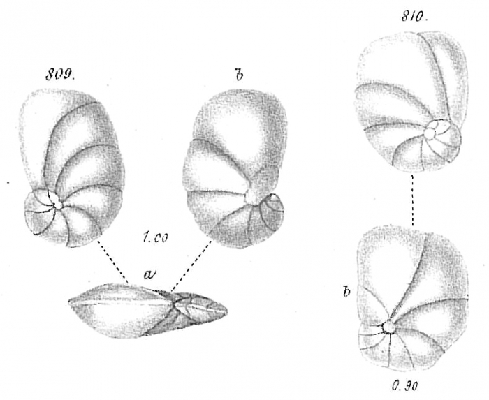 Pulvinulina auricula Pulvinulina auricula