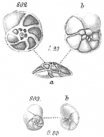 Pulvinulina concentrica