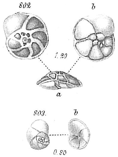 Pulvinulina concentrica