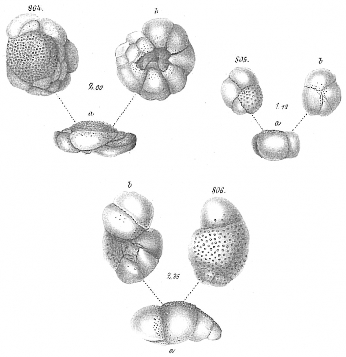 Pulvinulina dispansa Pulvinulina dispansa