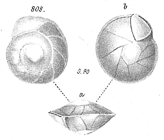 Pulvinulina elegans