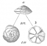 Pulvinulina karsteni