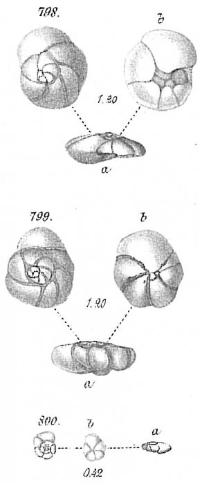 Pulvinulina punctulata Pulvinulina punctulata