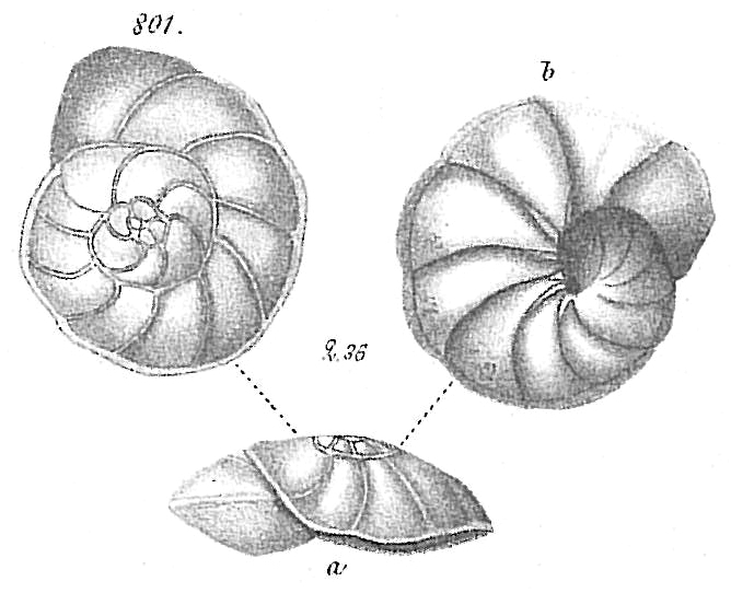 Pulvinulina repanda Pulvinulina repanda