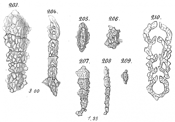 Reophax compressus Reophax compressus