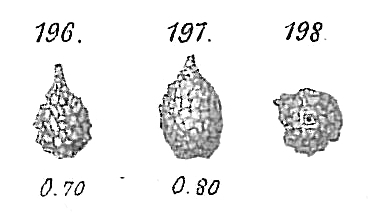 Reophax difflugiformis Reophax difflugiformis