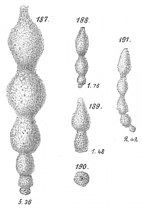 Reophax nodulosus Reophax nodulosus