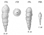 Reophax regularis