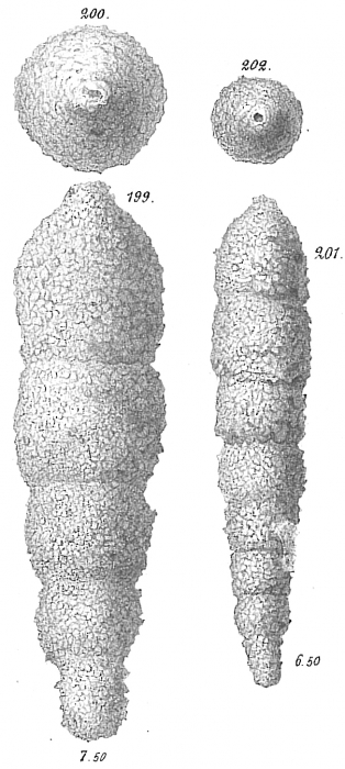 Reophax sabulosus ? Reophax sabulosus ?