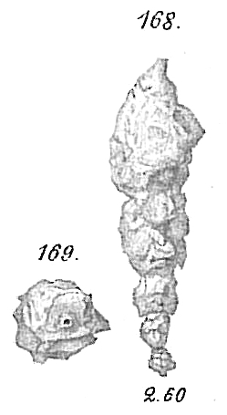 Reophax scorpiurus Reophax scorpiurus