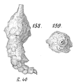 Chromista - Foraminifera (foraminifers)