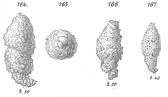 Reophax subfusiformis Reophax subfusiformis