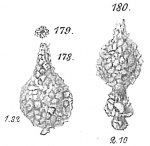 Chromista - Foraminifera (foraminifers)