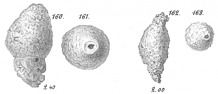 Reophax subfusiformis Reophax subfusiformis