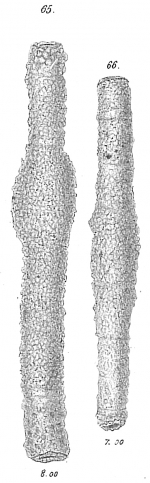 Rhabdammina linearis