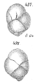 Chromista - Foraminifera (foraminifers)