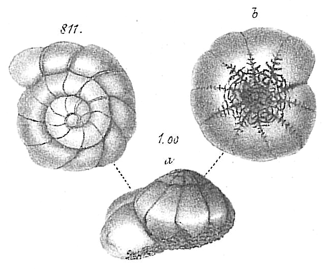 Ammonia batava (Hofker, 1951) identified as Rotalina becarrii by Goes (1894) Ammonia batava (Hofker, 1951) identified as Rotalina becarrii by Goes (1894)