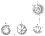 Chromista - Foraminifera (foraminifers)