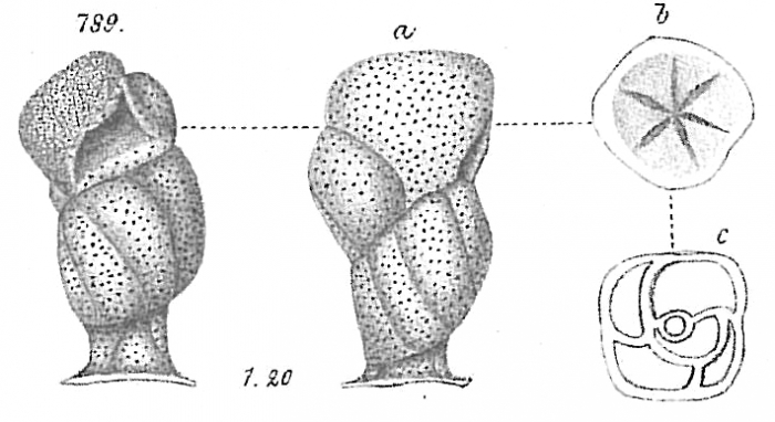 Rupertia stabilis