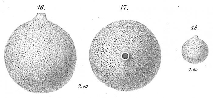 Saccammina sphaerica Saccammina sphaerica