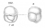 Chromista - Foraminifera (foraminifers)