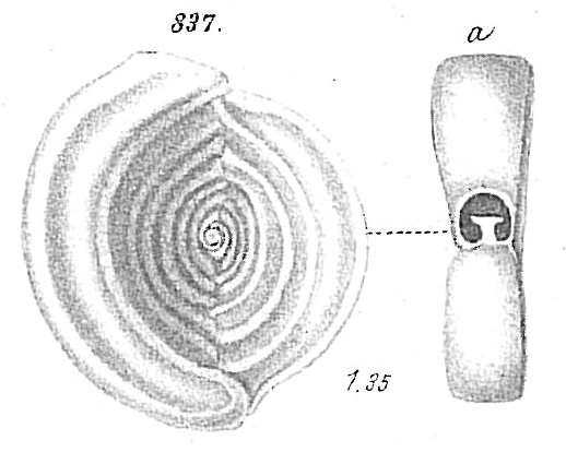 Spiroloculina limbata