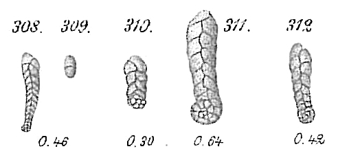 Spiroplecta biformis