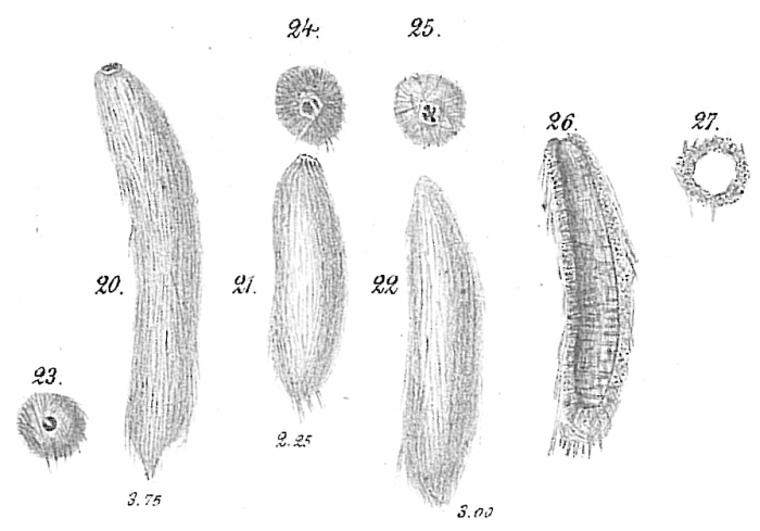 Technitella legumen Technitella legumen