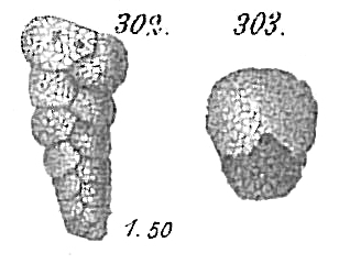 Textularia agglutinans var. angusta