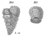 Textularia agglutinans borealis