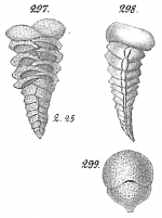 Textularia agglutinans var. jugosa