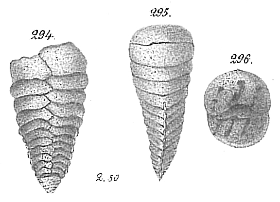 Textularia agglutinans Goës (non d'Orbigny) = T. bocki (Opinion of Höglund (1947), Le Calvez (1958))