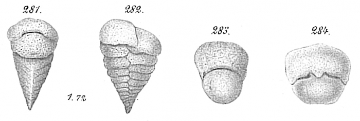 Textularia agglutinans Goës (non d'Orbigny) = T. bocki (Opinion of Höglund (1947), Le Calvez (1958))