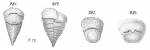 Textularia agglutinans Goës (non d'Orbigny) = T. bocki (Opinion of Le Calvez (1958))